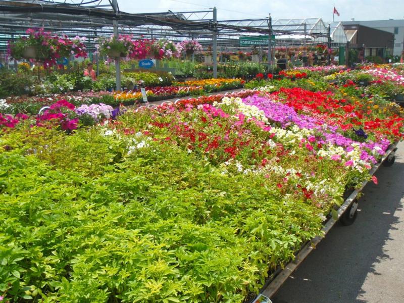 Holland Park Garden Gallery - Burlington, ON - 2243 Fairview St | Canpages