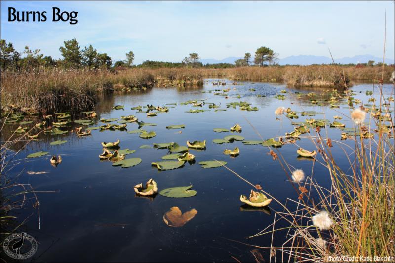 Burns Bog Conservation Society Opening Hours 47953 120 Street