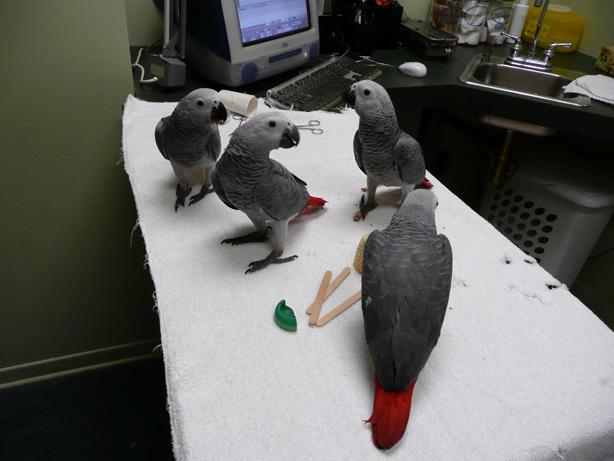 Hopital Vétérinaire pour Oiseaux et Animaux Exotiques Hopital Vétérinaire pour Oiseaux et Animaux Exotiques