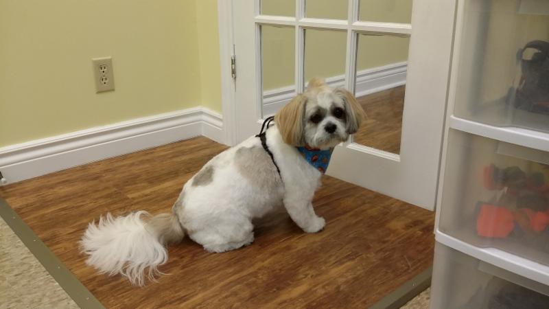 Maddie S Dog Grooming Stouffville Maddie S Dog Grooming Stouffville