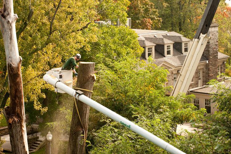 Davey Tree Expert Co Of Canada Limited Opening Hours