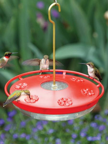 wild birds unlimited victoria bc 15 3631 shelbourne wild birds unlimited victoria bc 15 3631 shelbourne