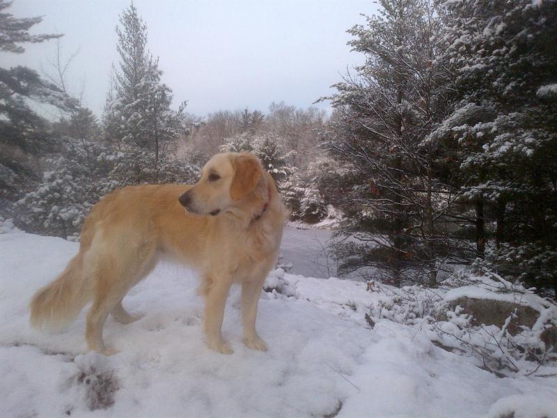 Victoria Road Animal Hospital Opening Hours 222 Victoria Rd S