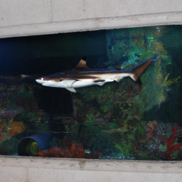 Big Al's Aquarium Supercentres Mississauga, ON 850 Dundas St E