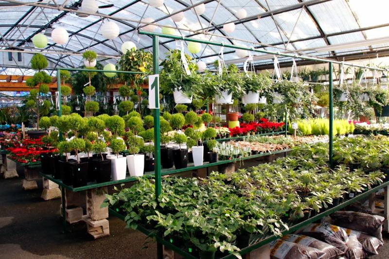 99 Nursery & Florists Inc Opening Hours 9376 King Blvd