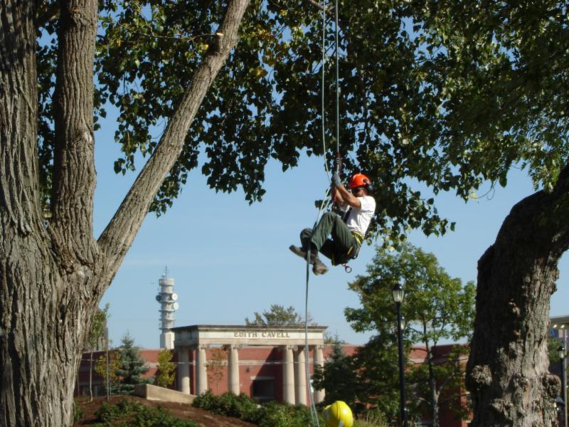 arbor tech tree service arbor tech tree service