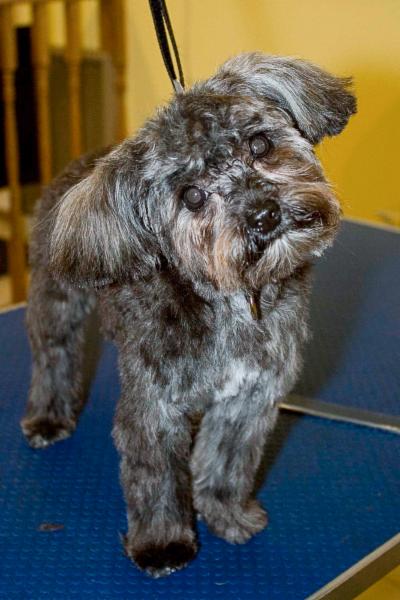Ruff Cuts Pet Grooming Ruff Cuts Pet Grooming