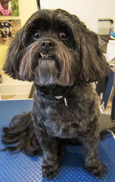 Ruff Cuts Pet Grooming - Burlington, ON - 6412 Cedar Springs Rd | Canpages Ruff Cuts Pet Grooming - Burlington, ON - 6412 Cedar Springs Rd | Canpages
