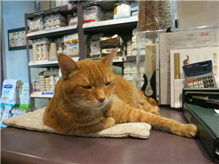 guelph cat clinic guelph on 15 surrey st w canpages guelph cat clinic guelph on 15 surrey st w canpages
