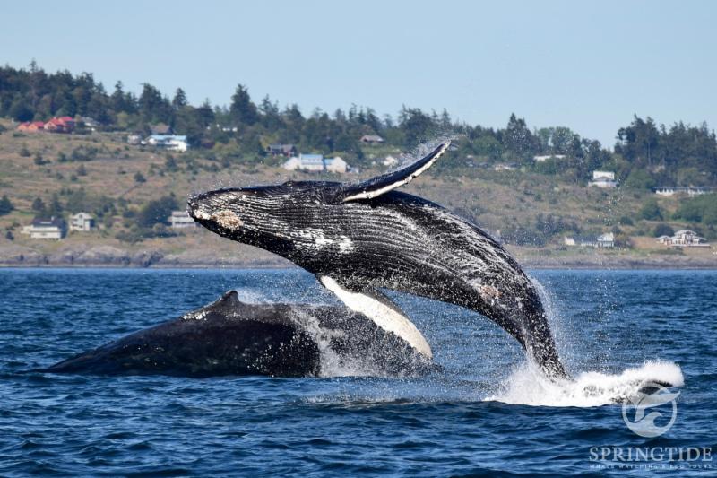fishing boat rentals victoria bc springtide whale tours charters victoria bc 1119 fishing boat rentals victoria bc springtide whale tours charters victoria bc 1119