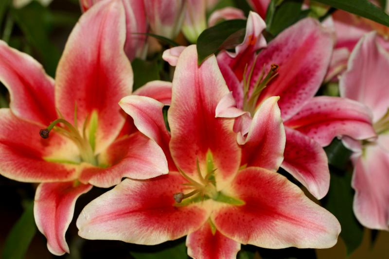 Pam's Flower Garden Opening Hours 793 Princess St, Kingston, ON