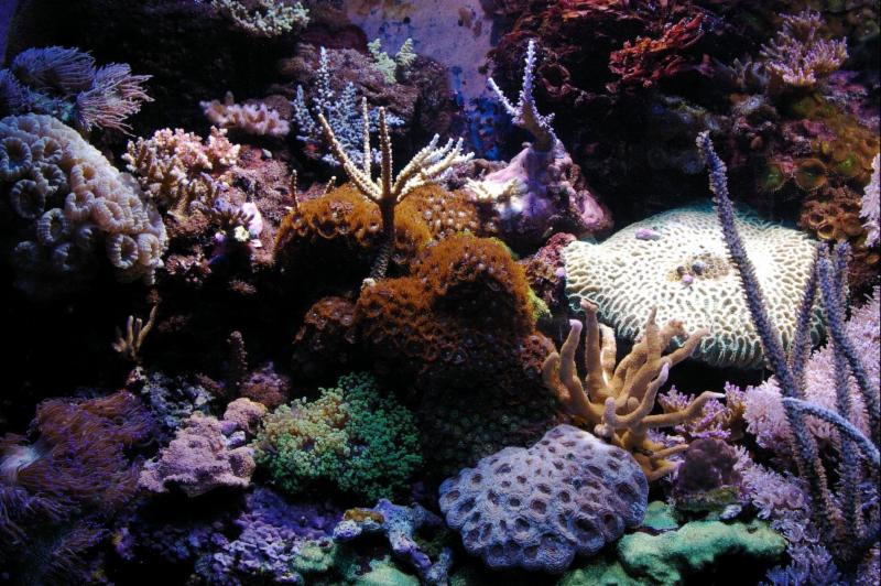 Marinescape Aquarium Opening Hours 947 Carling Ave, Ottawa, ON