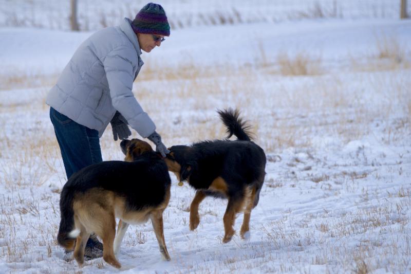 Dog Training Boarding Calgary Dog Training Boarding Calgary