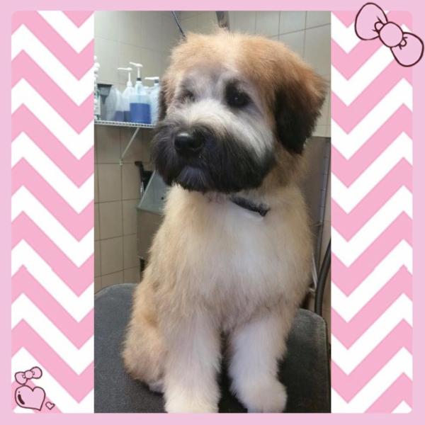 Dog Grooming Kingsway Vancouver Dog Grooming Kingsway Vancouver