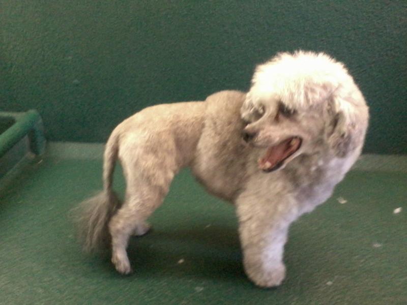 Park City Mobile Pet Grooming Park City Mobile Pet Grooming