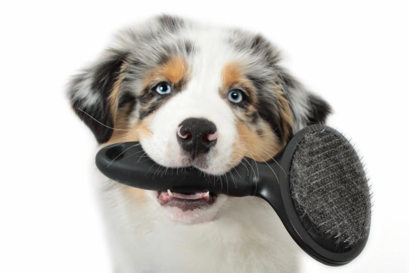 Dapper Dog Grooming Regina Dapper Dog Grooming Regina