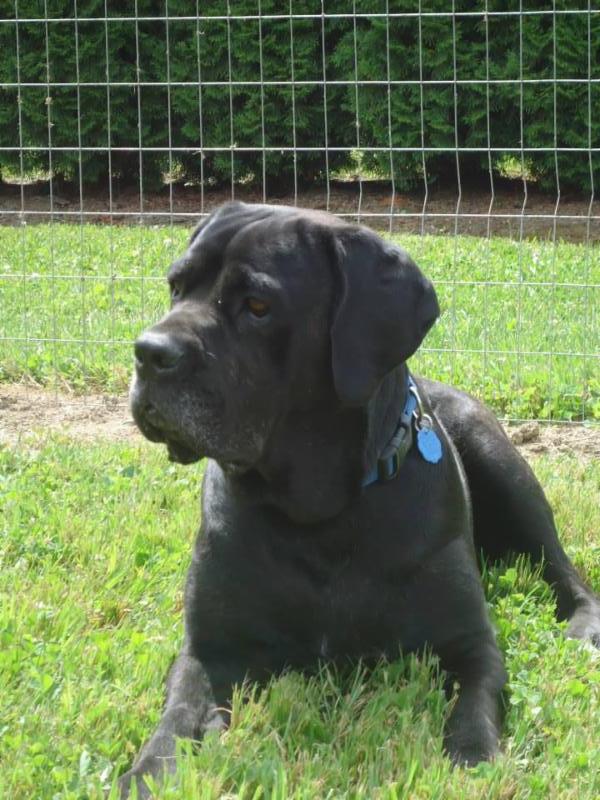 Shuswap Pet Resort Opening Hours 2170 CambieSolsqua Rd RR 5