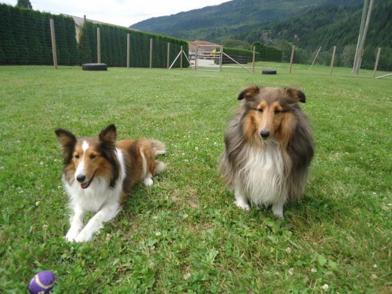 Shuswap Pet Resort Opening Hours 2170 CambieSolsqua Rd RR 5