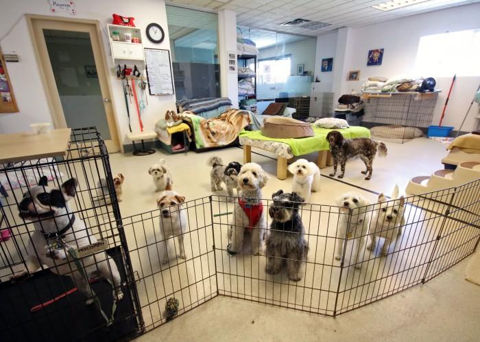 grooming places s place daycare grooming vancouver bc 141 4th ave e canpages grooming places s place daycare grooming vancouver bc 141 4th ave e canpages