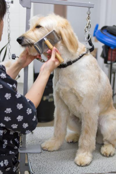 Dog Grooming Richmond Surrey Dog Grooming Richmond Surrey