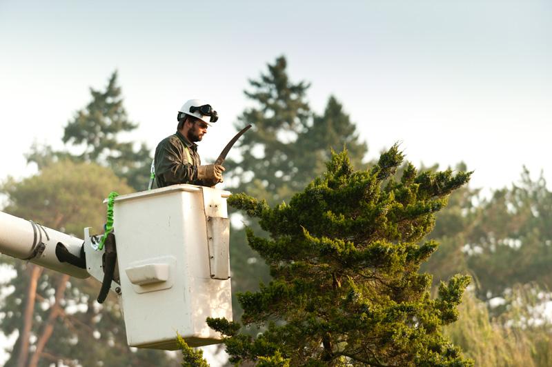 Davey Tree Expert Co Of Canada Limited Opening Hours