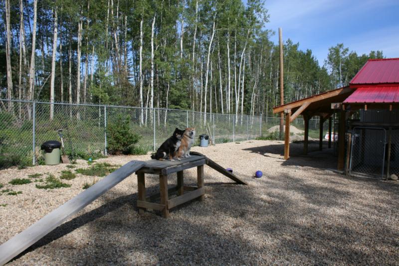 Dog Boarding Kennels Grande Prairie Dog Boarding Kennels Grande Prairie
