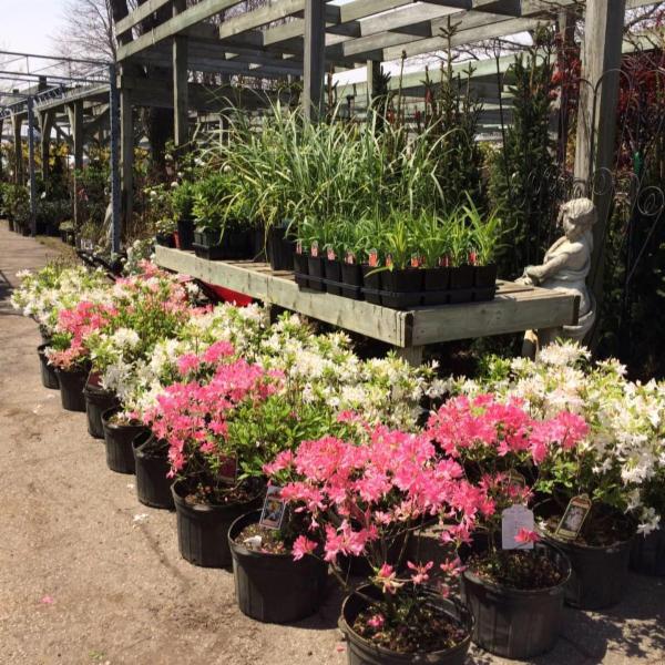 Bulow Garden Centre Mississauga Opening Hours 2667 Lakeshore Rd W