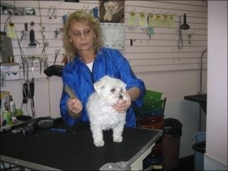 tlc grooming tlc grooming sharpening gloucester on 906 shefford rd canpages tlc grooming tlc grooming sharpening gloucester on 906 shefford rd canpages